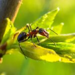 Dziwne zwyczaje zwierząt: Co jedzą mrówki i co to mówi o ich społeczności? - 3 2025
