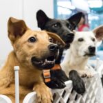 **"Adopcja zwierzęcia z zagranicy: Jak uniknąć pułapek prawnych i zadbać o jego aklimatyzację kulturową?"** - 5 2025