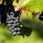 **Mikro-winobrania Dolnego Śląska: Gdzie skosztować lokalnego wina prosto z krzaka i wesprzeć małych producentów?** - 5 2025