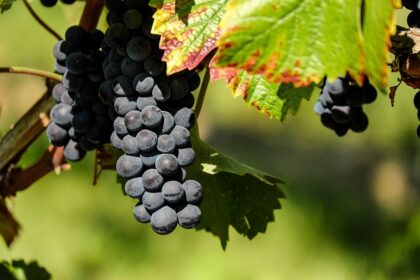 **Mikro-winobrania Dolnego Śląska: Gdzie skosztować lokalnego wina prosto z krzaka i wesprzeć małych producentów?** - 3 2025