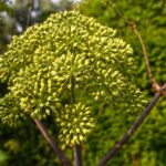 **"Zapomniana Moc Terpenów: Jak Aromaterapia z wykorzystaniem Olejków Eterycznych Może Skutecznie Redukować Lęk Sceniczny"** - 5 2025