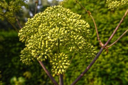 **"Zapomniana Moc Terpenów: Jak Aromaterapia z wykorzystaniem Olejków Eterycznych Może Skutecznie Redukować Lęk Sceniczny"** - 11 2025