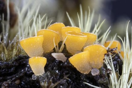 **"Mikro-przyjemności: Jak świadome celebrowanie małych radości może zwiększyć odporność psychiczną w obliczu codziennych trudności?"** - 15 2025