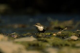 ** Czy szafa kapsułowa z drugiej ręki jest naprawdę ekologiczna? Analiza wpływu na środowisko i etyczne aspekty świadomej konsumpcji. - 9 2025