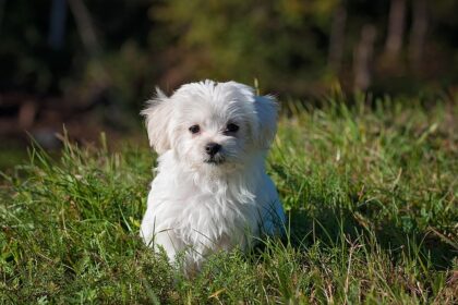 Dogoterapia a zdrowie psychiczne: Jak psy wpływają na nasze samopoczucie - 7 2025