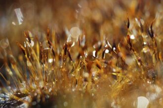 Fotografia makro w miejskich zakamarkach: jak odkrywać ukryte detale i unikalne tekstury na własnej ulicy - 11 2025