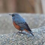 Naturalne metody w walce z alergiami – co naprawdę działa? - 5 2025