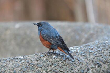 Naturalne metody w walce z alergiami – co naprawdę działa? - 5 2025
